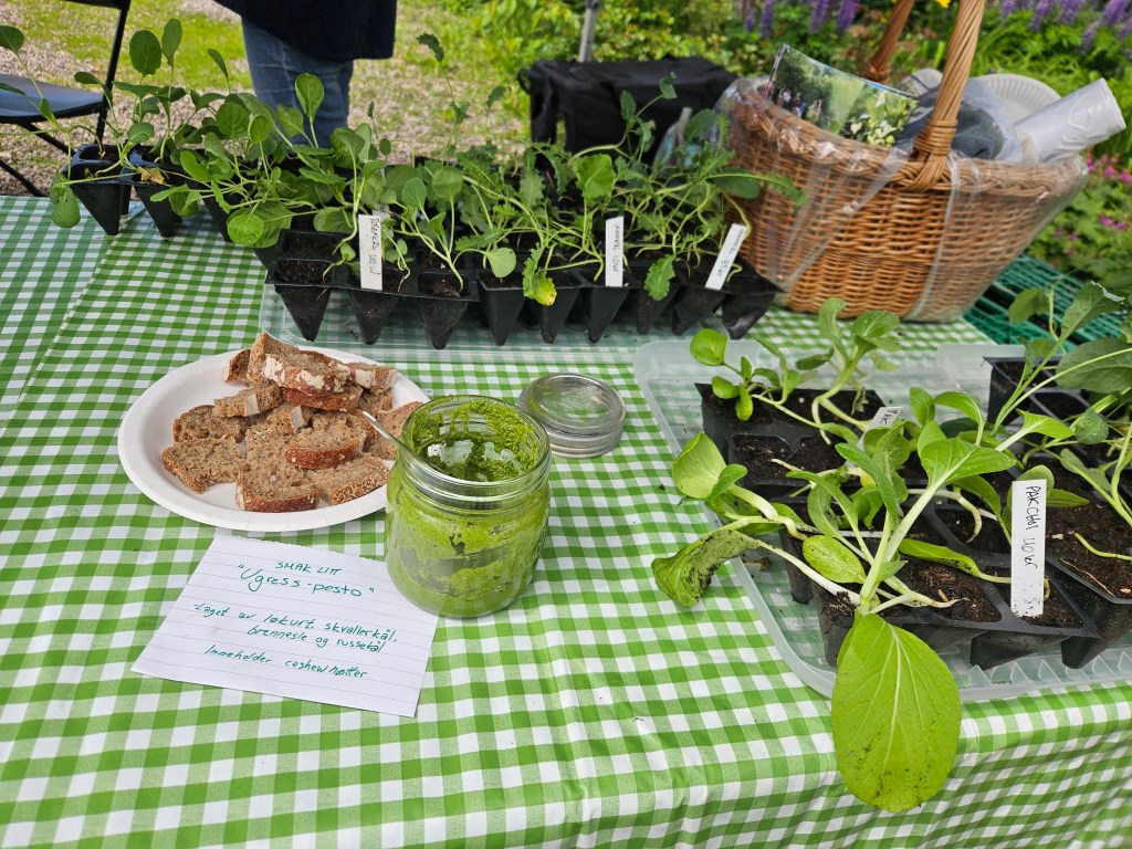 Et utklipp av et bord. På bordet står en ugress-pesto med brød ved siden av og pak choi planter.